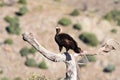 Iberian imperial eagle Royalty Free Stock Photo